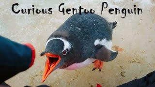 Curious Gentoo Penguin