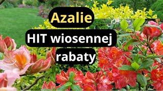 Jak pielęgnować azalie, aby dobrze rosły - trik na bujne kwitnienie, wiosenne zabiegi