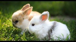 cute rabbits, fluffy, breeds of rabbits, rabbits in nature / милые кролики на природе подборка видео