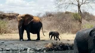 Mulika and Newborn Son, Moe | Sheldrick Trust