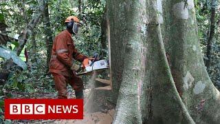 World leaders promise to end deforestation by 2030 – BBC News