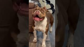 “Currency” Daughter of Bossy Kennels Jumanji. This girl is special . #Americanbully #xlbully #abkc