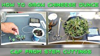 how to grow Chinese Dunce Cap plant from stem cuttings | propagation of chinese dunce cap plant