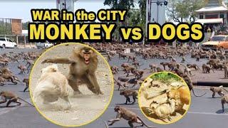 WAR of MONKEY vs DOGS along the CITY