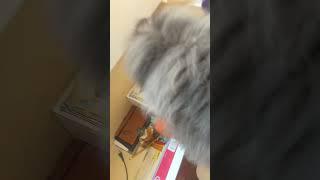 My football helmet turned into a cat! #amazingcat #catlike #catcute #subscribe #shorts