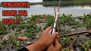 DISINI LOKASI INI BABON-BABON JUGA PENGHUNINYA ‼️ mancing ikan red devil NAHOL MANIA