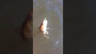 F #fishheadassassin #fishanatomy #fishhead #fisheater