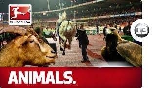 Horses, Dogs and More - Animals in the Bundesliga - Advent Calendar Number 13