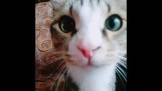 #Милое Создание#