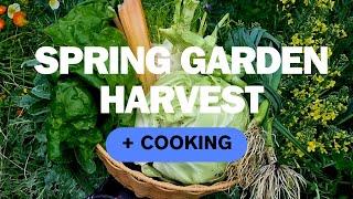 Garden Harvest Australia - Garden To Plate - Late Spring In The Veggie Patch