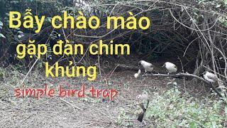 #63.Cách Bẫy đàn chim bông lau quá hấp dẫn anh em xem rút kinh nghiệm nhé |bird trap | #QuangTVHoiAn