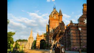 Meet Louie & Lottie - Harris Hawks (parabuteo unicinctus) | Apollo Falconry