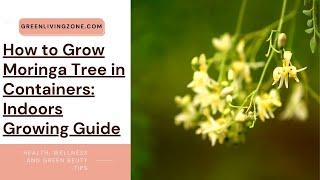 How to Grow Moringa Tree in Containers: Indoors Growing Guide