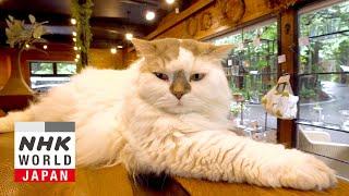 Karuizawa: A Relaxing Summer Retreat - A Cat's-Eye View of Japan