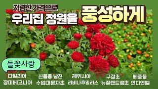 신상입고 저렴한 가격으로 꾸며보는 우리집 화단 #10월신상 #가을꽃 #다알리아 #레위시아 #수입대문자초 #신품종남천 #인디언벨 #베풍등 #베고니아 #후밀리스 #구절초 #파인애플