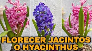 Como FLORECER JACINTOS o HYACINTHUS En MACETA🪻