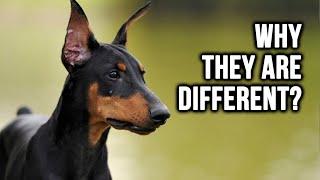 7 Ways Doberman Dog Breeds Are Different From Others