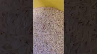 bugs!!! inside rice!! helpp