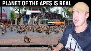 Monkeys Take Over a City | Reaction