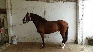 Caballo PERUANO DE PASO de PECHO - $3.000.000 - LOSEQUINOS.COM