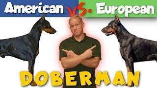 American vs. European Doberman: Which is Better?