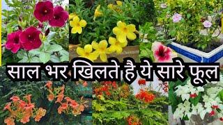 Long Time Blooming Flowers लम्बे समय तक खिलने वाले फ़ूल  Permanent flower plants