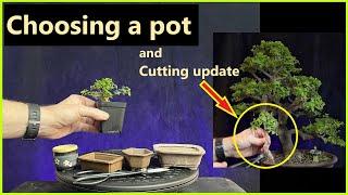 Potting a small bonsai tree / Cutting update / portulacaria afra #bonsai  #repotting