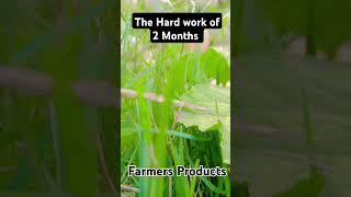 The farmers product #farming #indian #farmer #melon