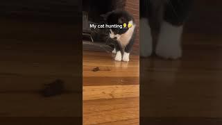 My cat is NOT a pro hunter