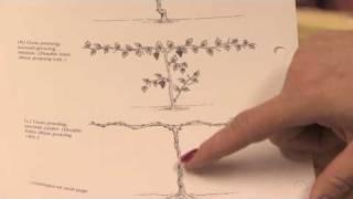 Gardening: Pruning : How to Prune Grape Vines in the 1st Year