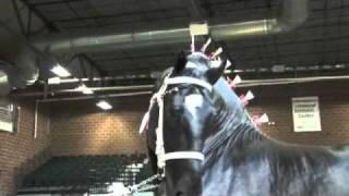 World Percheron Supreme Champion