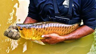 SECRET ASIAN AROWANA BREEDING FARM IN SINGAPORE (Complete Arowana Harvesting Documentary)