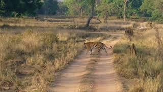 Kanha National Park-Five tigers at one time-Neelam