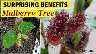 SURPRISING BENEFITS OF A MULBERRY TREE | NUTRITION FACTS | AZEREHT MAYUMI FRUITS PLANTS & HANDS