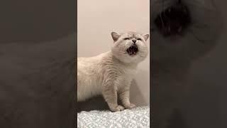 Cat sound to attract catsrealistic multiple meows