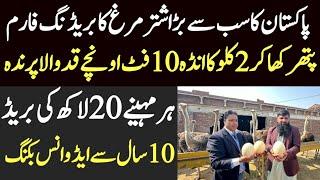 biggest ostrich breeding farm in Pakistan || ostrich farming business idea