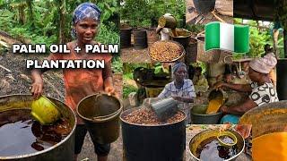 PALM PLANTATION NIGERIA | How PALM OIL is PRODUCED | STARTING AN OIL BUSINESS IN NIGERIA WEST AFRICA