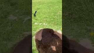 The Jackdaws clearing the pony hair away for their nests within minutes of me brushing the ponies