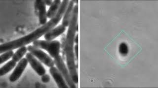 Bacteria filmed 'hiding' from antibiotic