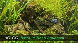 Kampffisch im Nano Aquarium? NO-GO! -Reaction auf Detlef Römisch "Der Kampffisch und seine Garnelen"