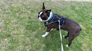 Calvin The Boston Terrierist! is going live! Backyard Livestream!