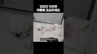 여름에 강아지 건강을 위협하는 3가지 (놓치면 큰일납니다)