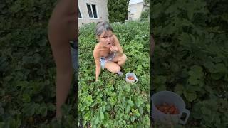 Тут я оделась  для сбора клубники #деревенскаяжизнь #жизньвдеревне #дача #жизнь #клубничка