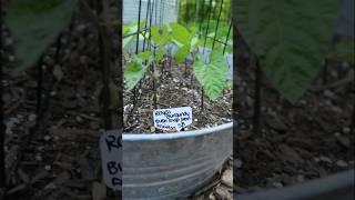 FOR THE INDECISIVE GARDENER (like me) | #containergarden