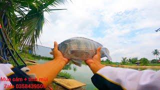 Fishing | Câu Đài | Tập 158 | Cách Câu Cá Rô Phi Khủng Hồ Dịch Vụ | Nghiện Câu TV