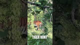 Tiger Hunt in Kabini #tiger #wildlife  #tigerhunting #tigerhunt #kabini