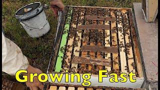 Growing Bees On Feed Update & More
