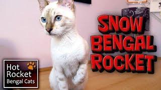 A new cat in the home - introducing Snow Bengal kitten Rocket