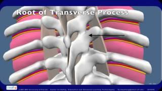 Basic Anatomy For Regional Anesthesia