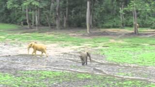 Forest Elephants in Dzanga Bai - Central Africa Republic